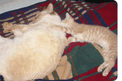 Bailey the cat and friend