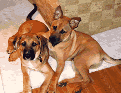 Oscar and his pal Spencer