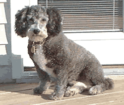 Silver sitting on the patio